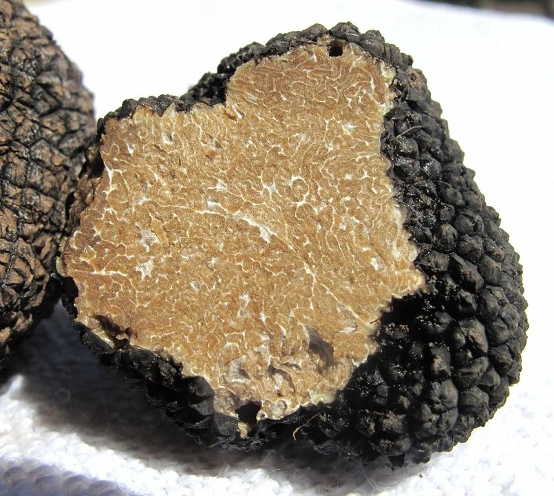 truffe noire française